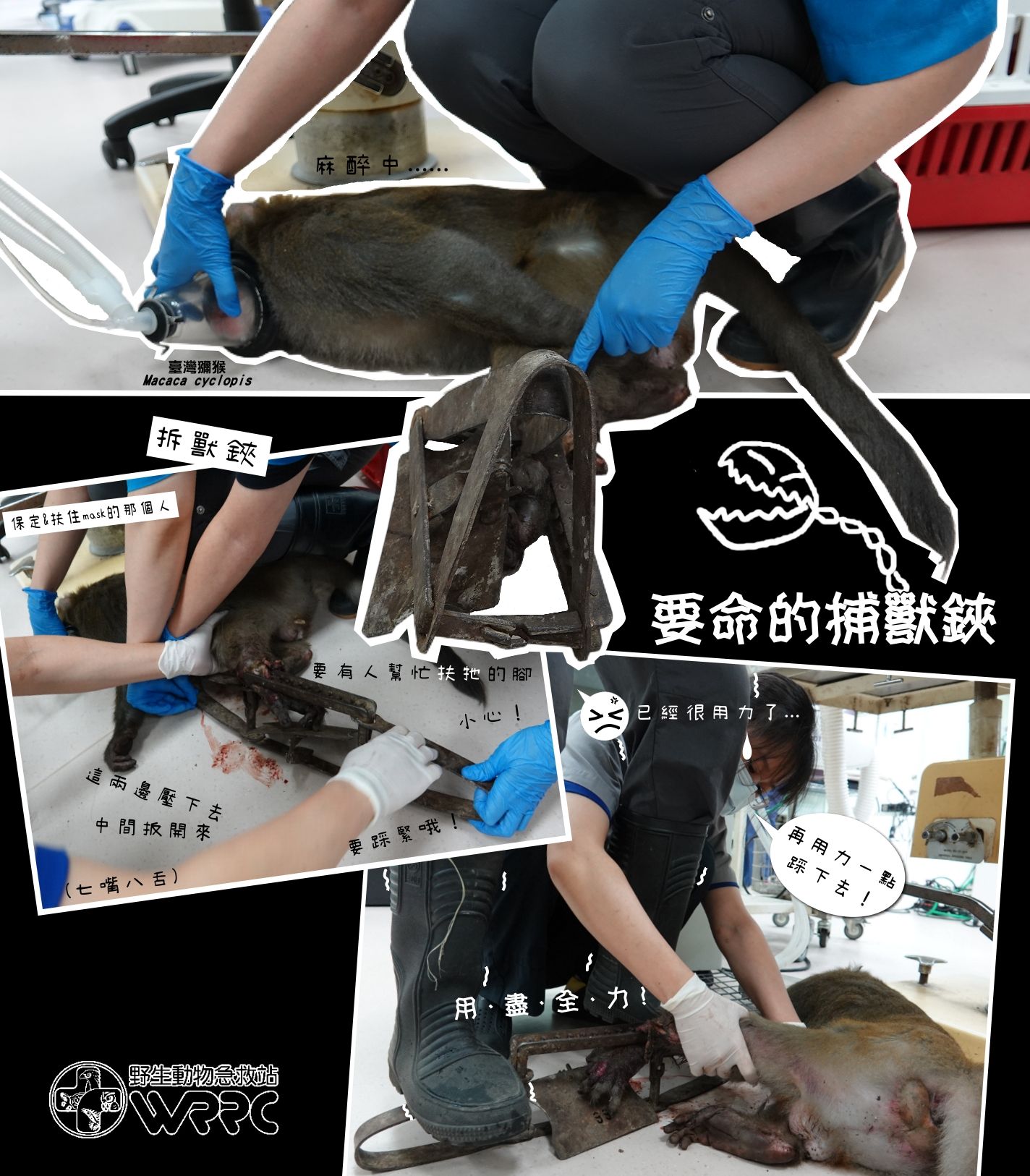 ▲11KG公獼猴誤觸獸鋏「左後肢壞死」　團隊嘆：膝關節以下都截肢了。（圖／野生動物急救站提供）