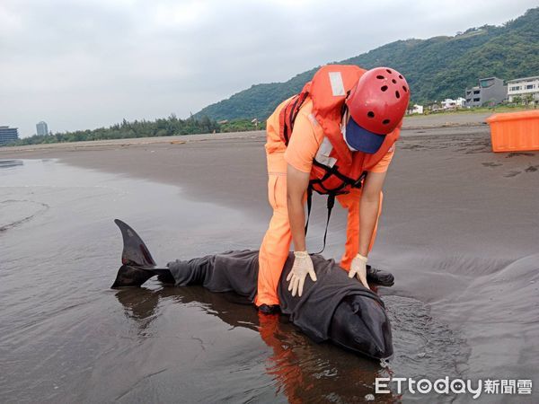 ▲▼第一岸巡隊搶救還活著的侏儒抹香鯨。（圖／記者游芳男翻攝，下同）