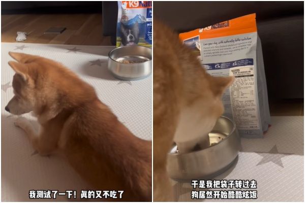 ▲▼柴柴因為飼料袋上的邊牧絕食。（圖／翻攝自抖音／@金老板）