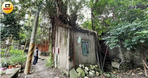 盤根錯節的樹根隨著時間的日積月累，逐漸吞噬一家四口的生存之地。（圖／趙世勳攝）