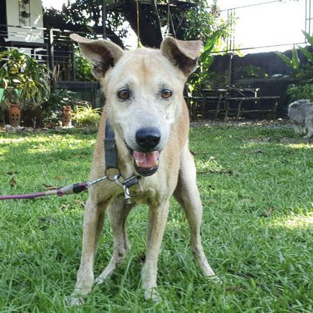 狗狗守醫院等主人1年多。（圖／翻攝自Animal Kingdom Foundation）