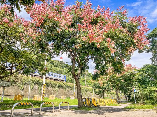 ▲新北河濱公園臺灣欒樹。（圖／新北市高灘處提供）