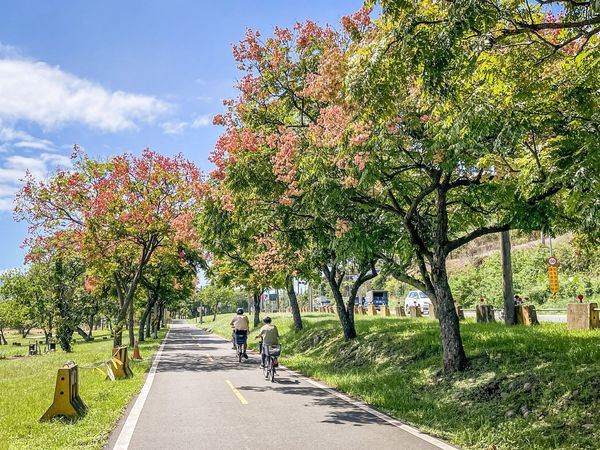 ▲新北河濱公園臺灣欒樹。（圖／新北市高灘處提供）