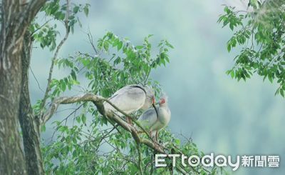 中國送日本「東方神鳥」去世！疑被雷聲嚇到腳脫臼　籠裡衰弱亡