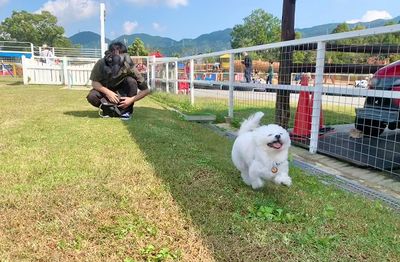 好天氣散步小白狗露「漫畫式笑容」　耳朵起飛草皮上快樂奔跑