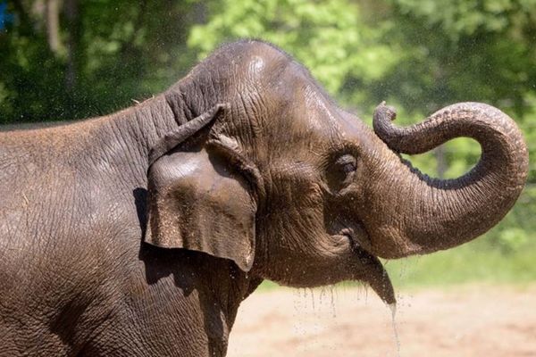 ▲▼被嚇死？迷路小狗「誤闖動物園」引象群尖叫　母象突倒地死亡。（圖／翻攝自St. Louis Zoo）