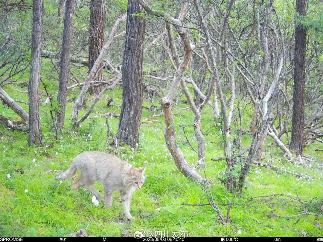 ▲四川達古冰川首次發現荒漠貓（圖／翻攝自四川日報）