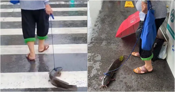 有網友拍下了老爺爺雨天在馬路上遛魚的畫面。（圖／翻攝自微博／愛陽江）