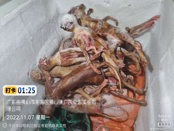 ▲▼陸業者「貓肉當羊肉串」賣　屠宰廠驚見「冷凍去皮貓」。（圖／翻攝澎湃新聞）