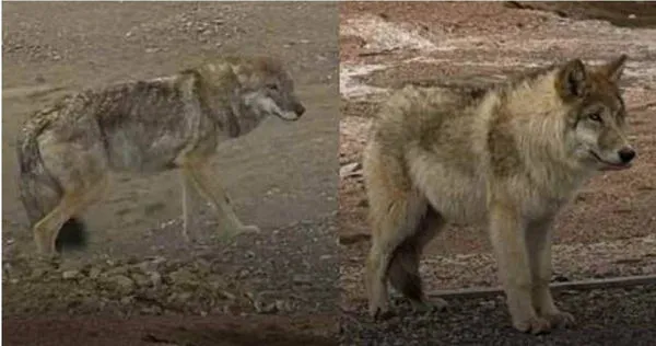 青海可可西里國家級自然保護區有隻野狼因經常被遊客投餵，導致牠的體型變得圓滾滾。（圖／微博）