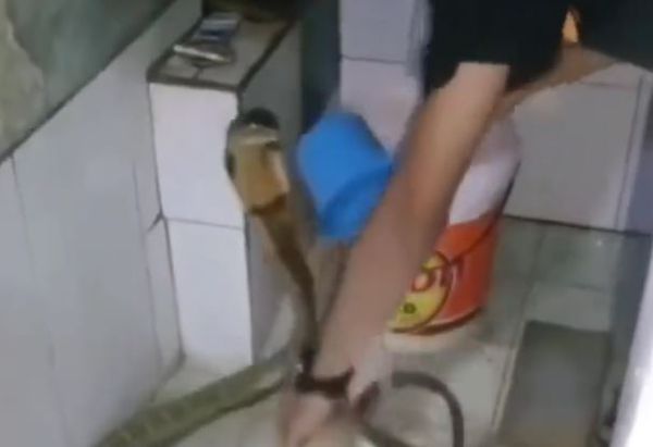 ▲眼鏡王蛇當寵物養！印度男「舀水幫牠洗澡」險被咬　19秒驚悚片曝。（圖／翻攝自X／susantananda3）