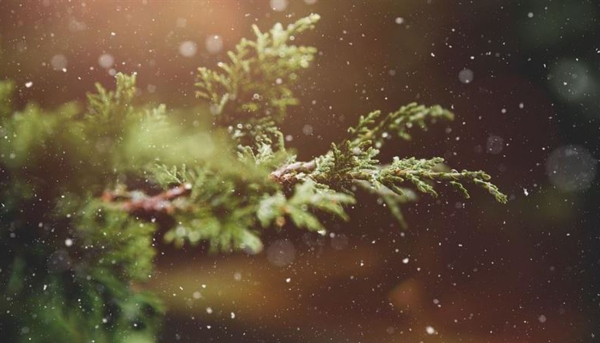 ▲▼ 霜降,寒露,雨水,驚蟄,穀雨,白露,小寒。(示意圖／翻攝自Pixabay)