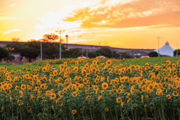 ▲北市大佳河濱公園迎來首波秋日花海，種植面積達1300平方公尺（393坪）的向日葵即將滿開。（圖／翻攝自戀戀水綠 臺北水利 Taipei Hydraulic Engineering Office）