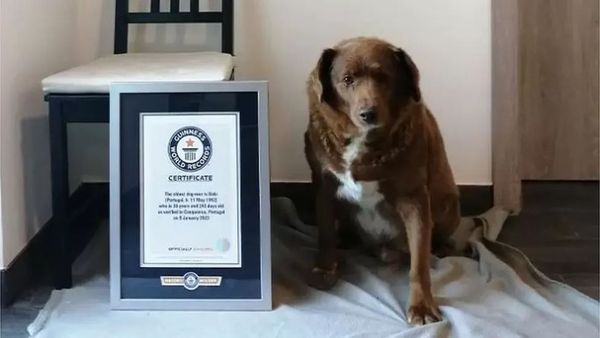 波比今年2月成為金氏世界紀錄最長壽狗狗，近日以31歲高齡離世。（翻攝自guinnessworldrecords官網）