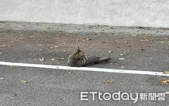 ▲▼剩一個停車格！「虎斑路霸」囂張側躺　千人笑勸：貓要的你不能搶。（圖／網友二毛提供）