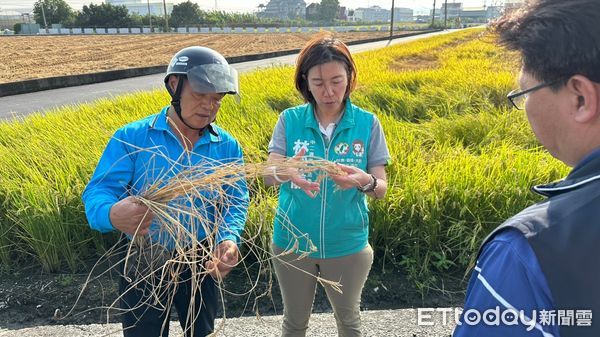 ▲台中市霧峰、烏日等地區傳出「飛蝨」蟲害侵襲，影響水稻稻作。民進黨立委林靜儀收到民眾陳情後，24日立刻與台中市議員張芬郁邀請農糧署等單位前往會勘。（圖／林靜儀臉書）