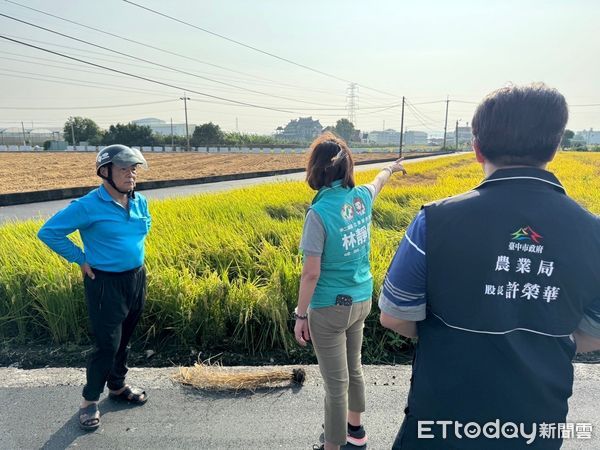 ▲台中市霧峰、烏日等地區傳出「飛蝨」蟲害侵襲，影響水稻稻作。民進黨立委林靜儀收到民眾陳情後，24日立刻與台中市議員張芬郁邀請農糧署等單位前往會勘。（圖／林靜儀臉書）