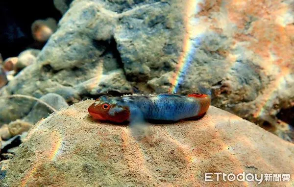 ▲林業保育署公告新增14種保育類淡水魚。（圖／林業保育署提供）