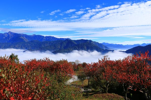 ▲▼阿里山森林遊樂區。（圖／高鐵提供）