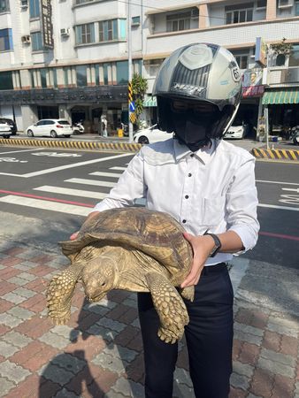 ▲台南市南區南門路志開國小附近的馬路上，26日下午突然出現1隻「蘇卡達」象龜在馬路上爬行，來往人車看到都嚇一跳，好心的女網友將牠帶到案全處由飼主領回。（圖／翻攝自臉書台南大小事，下同）