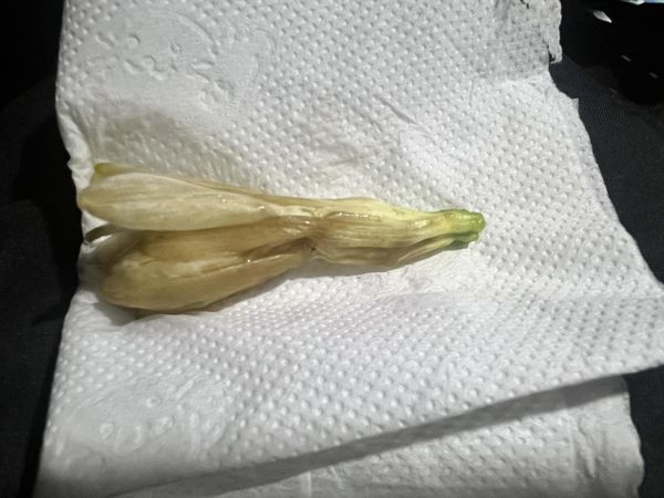 ▲原PO透露，付了50元給阿婆，卻只拿到一朵爛掉的玉蘭花。（圖／翻攝自Facebook／爆怨公社）