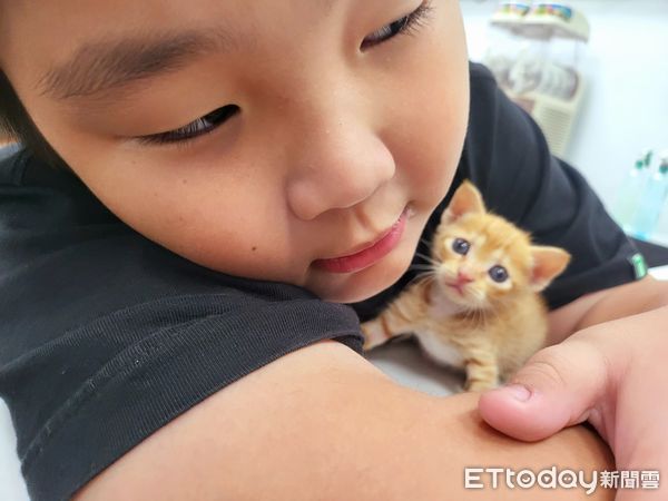 ▲澎湖8歲童救回小橘貓　才3天喵寶寶「把他當媽媽」...深情眼萌炸。（圖／男童爸爸提供）