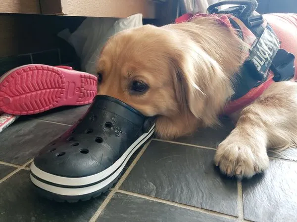 ▲▼夏洛特喜歡聞鞋子，沉醉在鞋內散發的味道。（圖／翻攝自Twitter／@Charlot_golden）