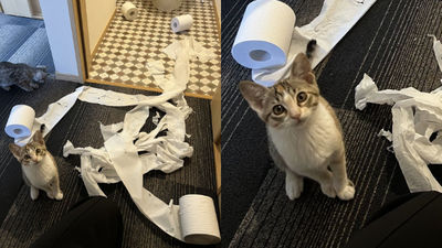 即將和小貓一起生活？他誠心忠告「保管好衛生紙」曝慘照　網樂：牠好得意耶