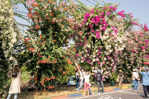 ▲▼田中九重葛花牆。（圖／記者蔡玟君攝）