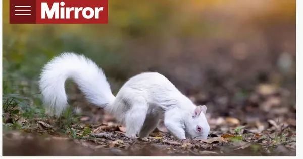 英國樹林驚現「白化松鼠」。（圖／翻攝自英國鏡報）