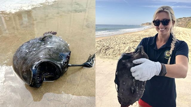 ▲▼美國加州橘郡水晶灣近日發現「黑色怪魚」。（圖／FaceBook／California State Parks - Orange Coast District）