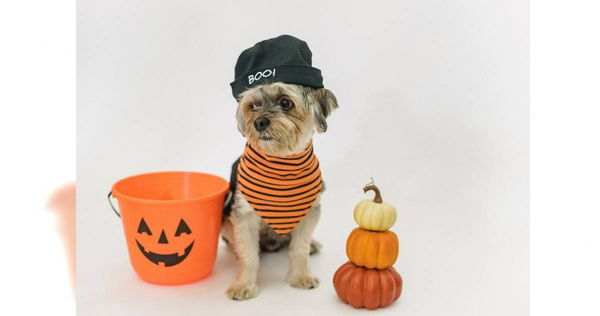 要小心囉！萬聖節也有風水禁忌。（示意圖／取自pexels）