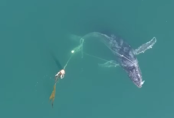 ▲▼ 阿拉斯加海域發現一頭座頭鯨受困。（圖／翻攝自NOAA／Sean Neilson）