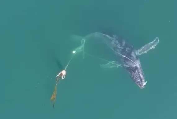 ▲▼ 阿拉斯加海域發現一頭座頭鯨受困。（圖／翻攝自NOAA／Sean Neilson）