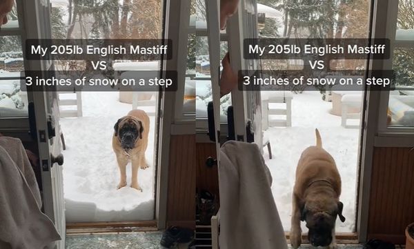 ▲▼93KG英國獒犬「怕7CM積雪」門口求救：進不去～　堅持要爸幫剷雪。（圖／翻攝自抖音@cast_iron_chris）