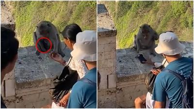 猴子緊握遊客手機「逼用食物換」　交易過程網看傻：進化成強盜了