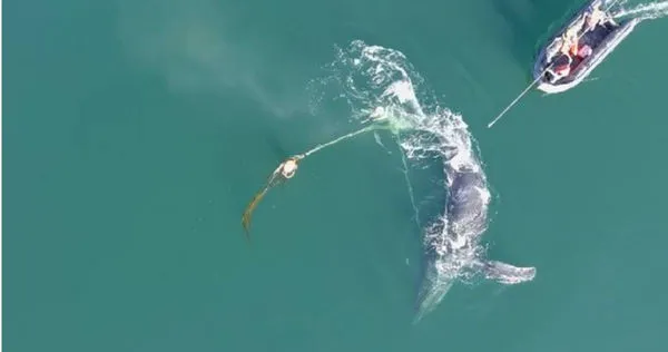 阿拉斯加附近海域日前有一隻座頭鯨（humpback whale）遭136公斤蟹籠纏身，痛苦悲鳴至少3天後才被當地居民發現，所幸最後救援人員順利將繩索切斷，成功解救這隻座頭鯨。（圖／Twitter／@AKNewsNow）