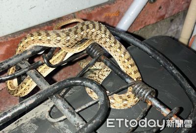 Extremely venomous' green mamba on the loose in Netherlands