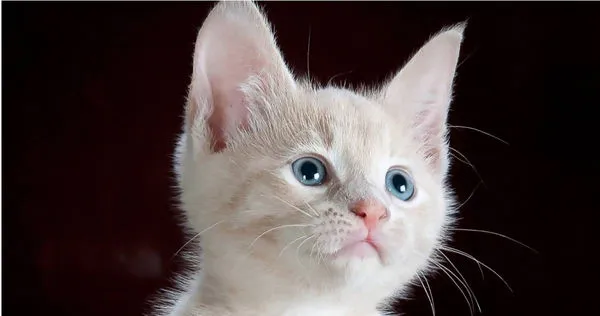美國研究人員於日前耗時了10個月，針對貓咖啡館裡的53隻貓進行了觀察，最後統計出貓竟有276種面部表情。（示意圖／pixabay）