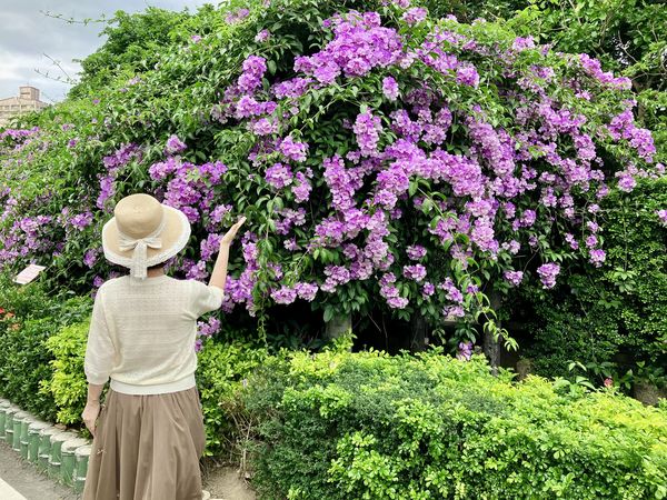 ▲新北3處「蒜香藤」廊道 紫色花瀑免費限時搶拍。（圖／新北市景觀處提供）