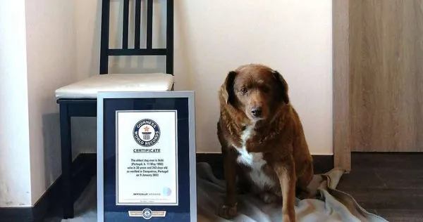 金氏紀錄最老狗瑞波比（Bobi）日前以狗齡31歲高齡過世，但獸醫組織質疑其飼主「假造年齡」。（圖／翻攝自Guinness World Records）
