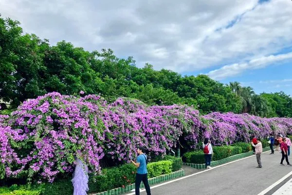 ▲泰山區楓樹里河堤附近的蒜香藤廊道,三重區的中山藝術公園蒜香藤。（圖／新北市景觀處提供）