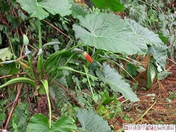 姑婆芋。（圖／食藥署提供）