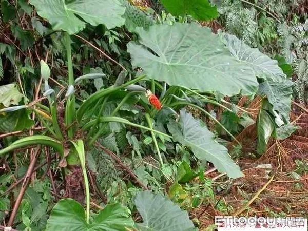 姑婆芋。（圖／食藥署提供）