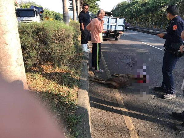 ▲東外環花壇路段水鹿遭路殺亡。（圖／民眾提供）