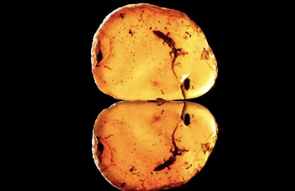 ▲白堊紀琥珀將在第六屆中國進口進博會上展出。（圖／翻攝澎湃新聞）