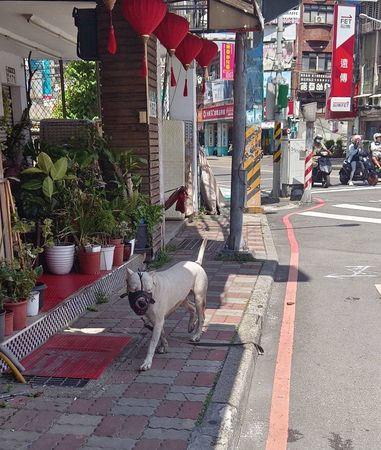 ▲▼板橋杜告犬多次「未繫牽繩」咬傷小博美　動保處沒入重罰48萬。（圖／新北市動保處提供）