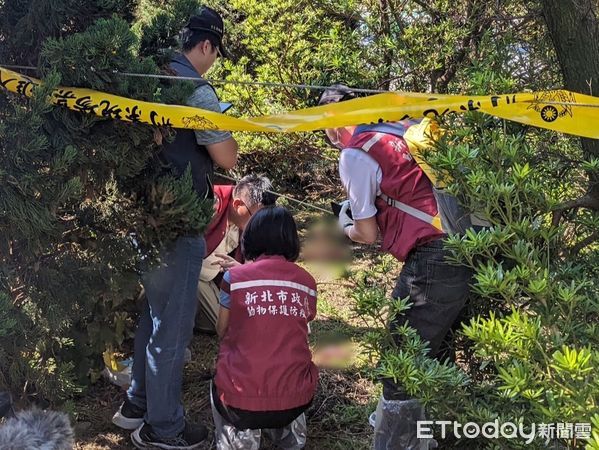 ▲▼新店山羌遭分屍棄置。（圖／記者陸運陞翻攝）