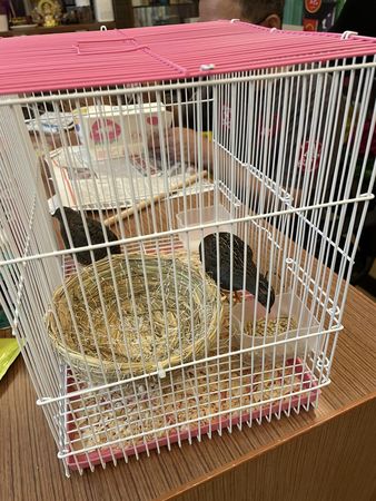 ▲▼楊繡惠寵物雞養6天就中斷。（圖／翻攝自臉書）