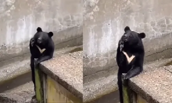 ▲超禮貌黑熊對餵食者瘋狂敬禮。（圖／翻攝自Instagram／buzz_soku）